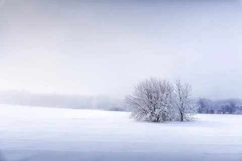 Texture of snow waves in bright foreground sunlight. There is a fluffy tree i Stock Photos
