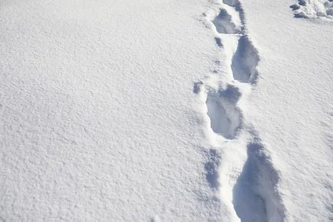 The texture of the snow. Winter rainfall. Tracks on a snowy road after a sn.. Stock Photos