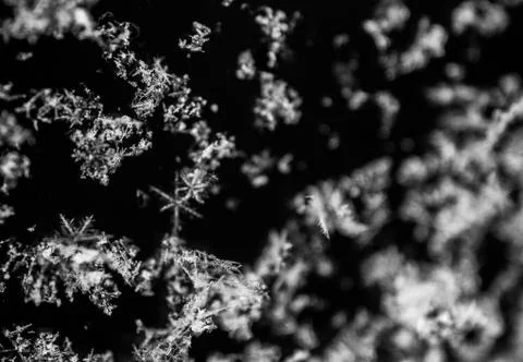 Texture of the snowflakes on a black background. Design element. Foto stock