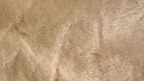 The texture of soft fluffy fur is beige. Fur coats, coats, carpets made of Stock Footage 326123286