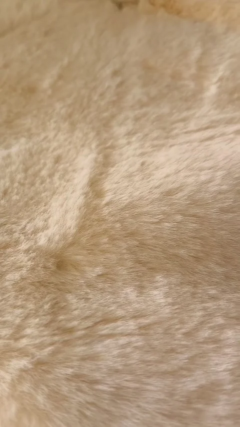 The texture of soft fluffy fur is beige. Fur coats, coats, carpets made of Stock Footage 326123297