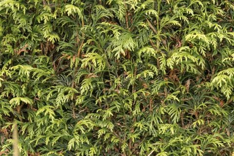 Texture of some bushes. Stock Photos