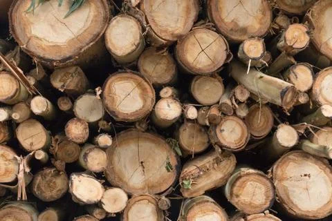 Texture of some logs. Stock Photos