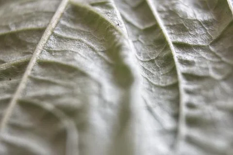 The texture of spinach leaves seen up close Photos