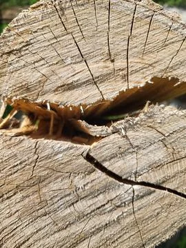 Texture of split wood, old tree with cracks close-up background 스톡 사진