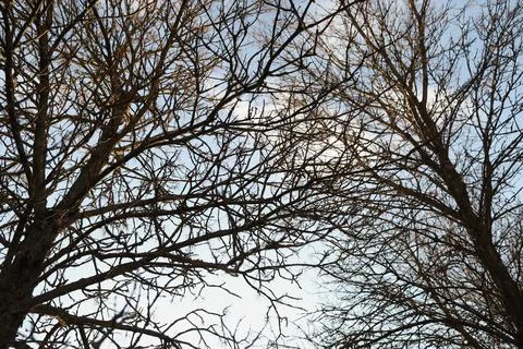 Texture of spring branches against blue sky Stock Photos