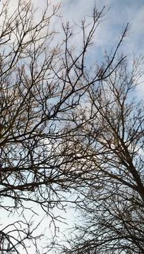 Texture of spring branches against blue sky Stock Photos