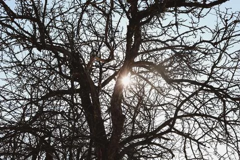 Texture of spring branches against blue sky Stock Photos