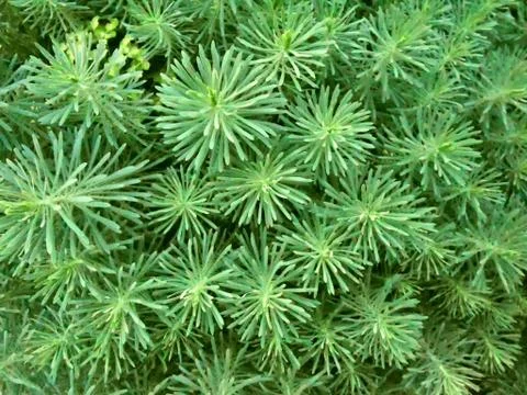 Texture spruce Foto stock