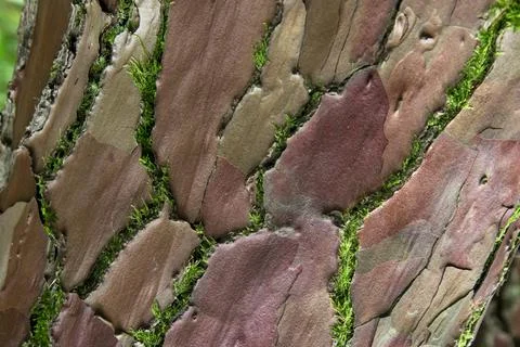 The texture of a spruce tree covered with green moss.  Foto stock
