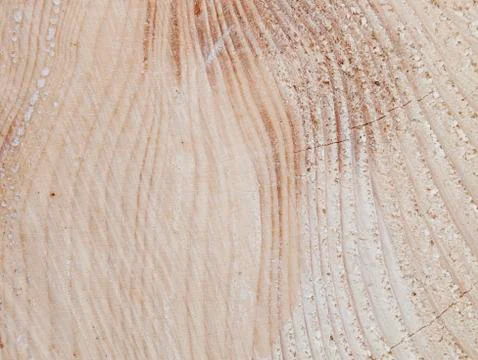 Texture of the Spruce tree-rings Stock Photos