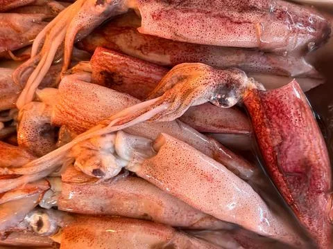 Texture with squid Stock Photos