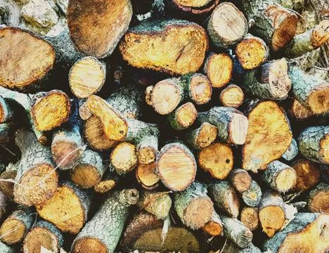 The texture of the stacked firewood . Stock Photos