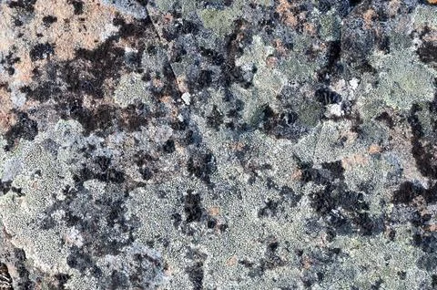 Texture of stone covered with lichens Stock Photos