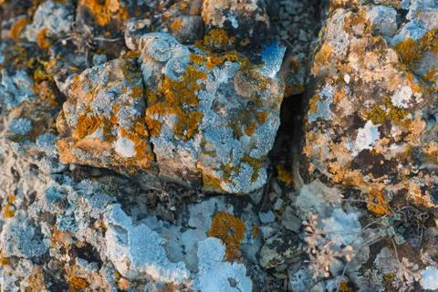The texture of the stone with dry moss close up Stock Photos