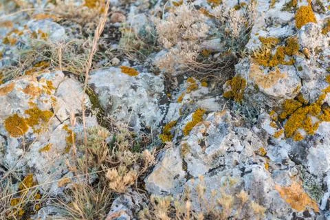The texture of the stone with dry moss Stock Photos