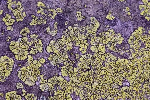 The texture of the stone with lichen Stock Photos