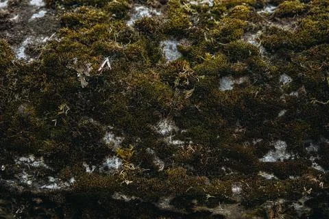 Texture of the Stone with Moss. Background Green Moss on the Surface of the R Fotos de archivo