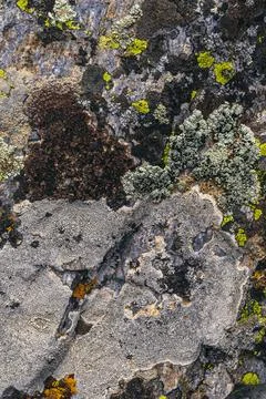 Texture of stone mountain with moss close-up Stock Photos
