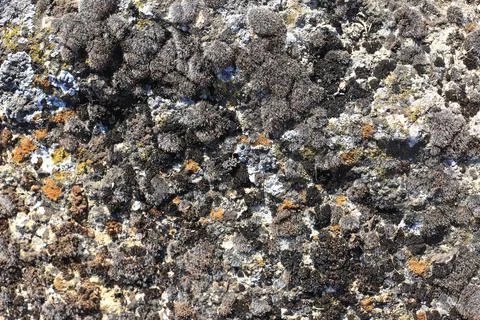 Texture of the stone overgrown with different types of moss Stock Photos
