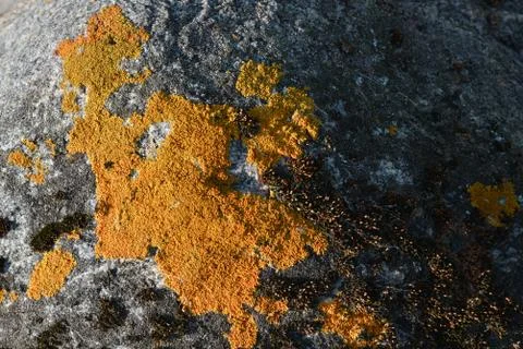 The texture of the stone overgrown with moss Stock Photos