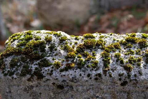 The texture of the stone overgrown with moss Stock Photos