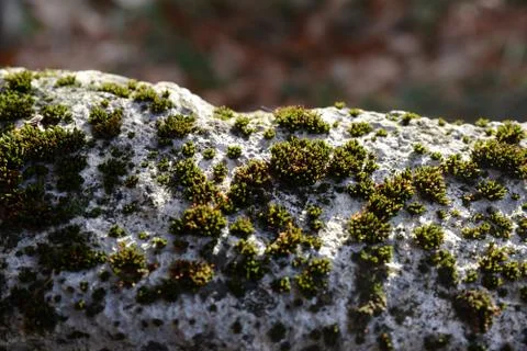 The texture of the stone overgrown with moss Stock Photos