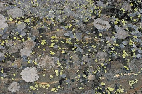 Texture of the stone Stock Photos