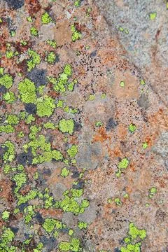 Texture of stone rock surface with patches of green lichen Foto stock