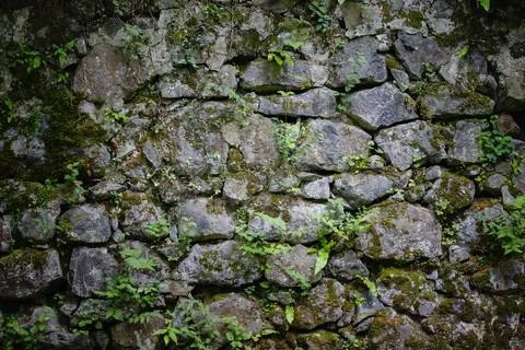 Texture of a stone wall with boulders of various shapes and sprouted plants. Fotos de archivo