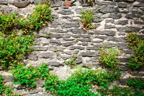 Texture of the stone wall with grass Stock-Fotos