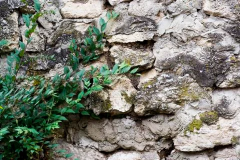 Texture of a stone wall with grass Stock-Fotos