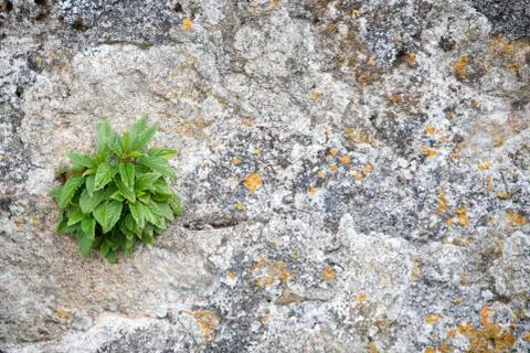 Texture of a stone wall with moss. Old castle stone wall background. Wall mad Stock Photos
