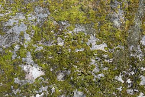 Texture of a stone wall with moss. Old castle stone wall background. Wall mad Stock Photos