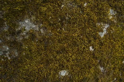 The texture of the stone wall on which orange-green moss grows Stock Photos
