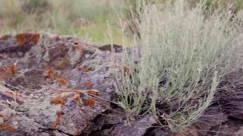 The texture of the stones covered with moss in the mountains, the movement of Stock Footage 77524984