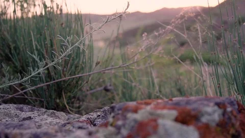 The texture of the stones covered with moss in the mountains, the movement of Stock Footage 77836554