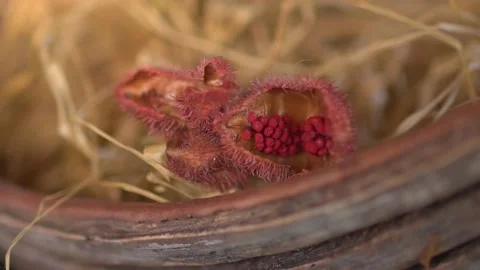 Texture of straw. Craft packaging of the Brazilian Northeast handicraft	 Stock Footage 162515739