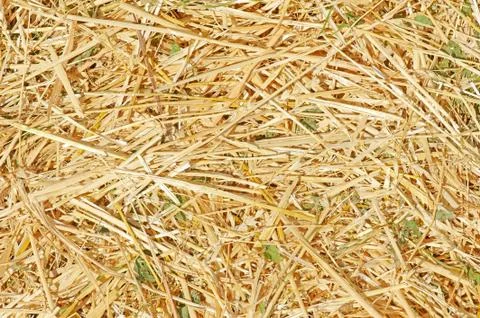 Texture of  straw Stock Photos