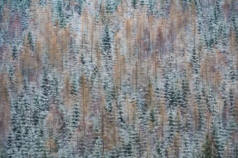 Texture of strees covered with snow on a side of a a hill in winter Stock Photos