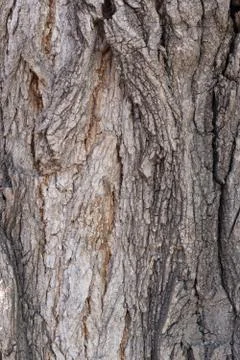 Texture of strong bark of an old tree Foto stock