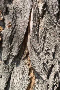Texture of strong bark of an old tree with a crack Foto stock