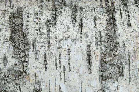 Texture structure of white and gray bark of birch tree close up, wooden backg Stock Photos