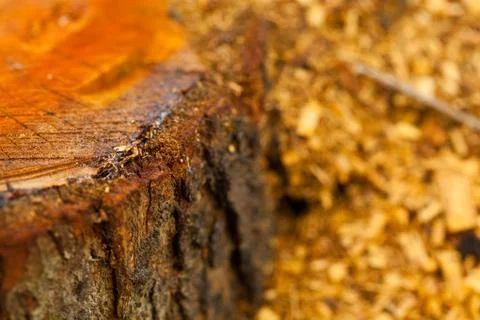 Texture stump Stock Photos