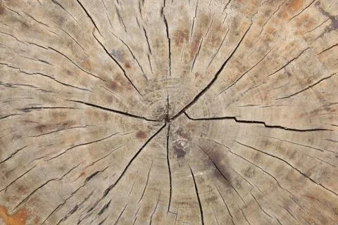 Texture of stump Foto stock