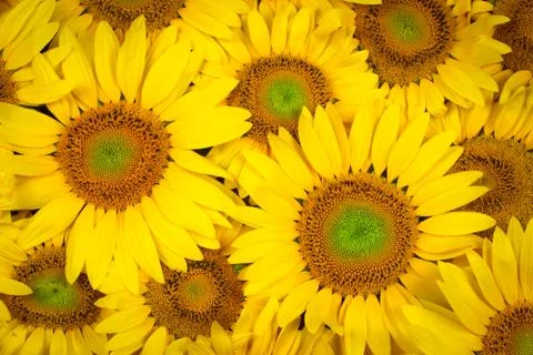 Texture from sunflowers Stock Photos