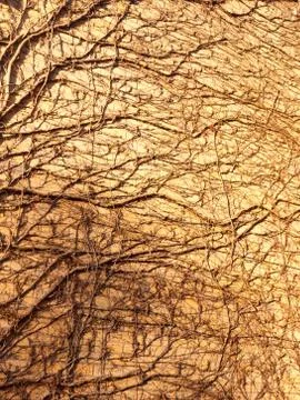 Texture in sunlight of tree vines on wall side bricks house Stock Photos