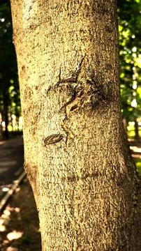 Texture of sunlit tree bark with deep cracks in a park. Foto stock
