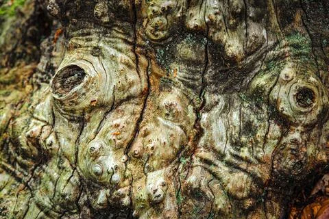 Texture of the surface of an ancient tree Stock Photos