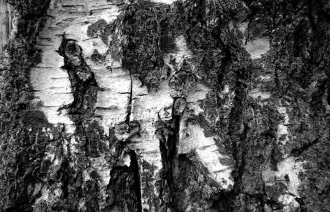 Texture of a surface of a birch tree close up Stock Photos